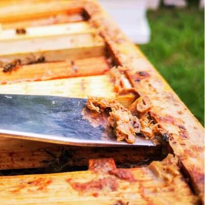 Looduslik antibiootikum - mesilaste pigi-propolis