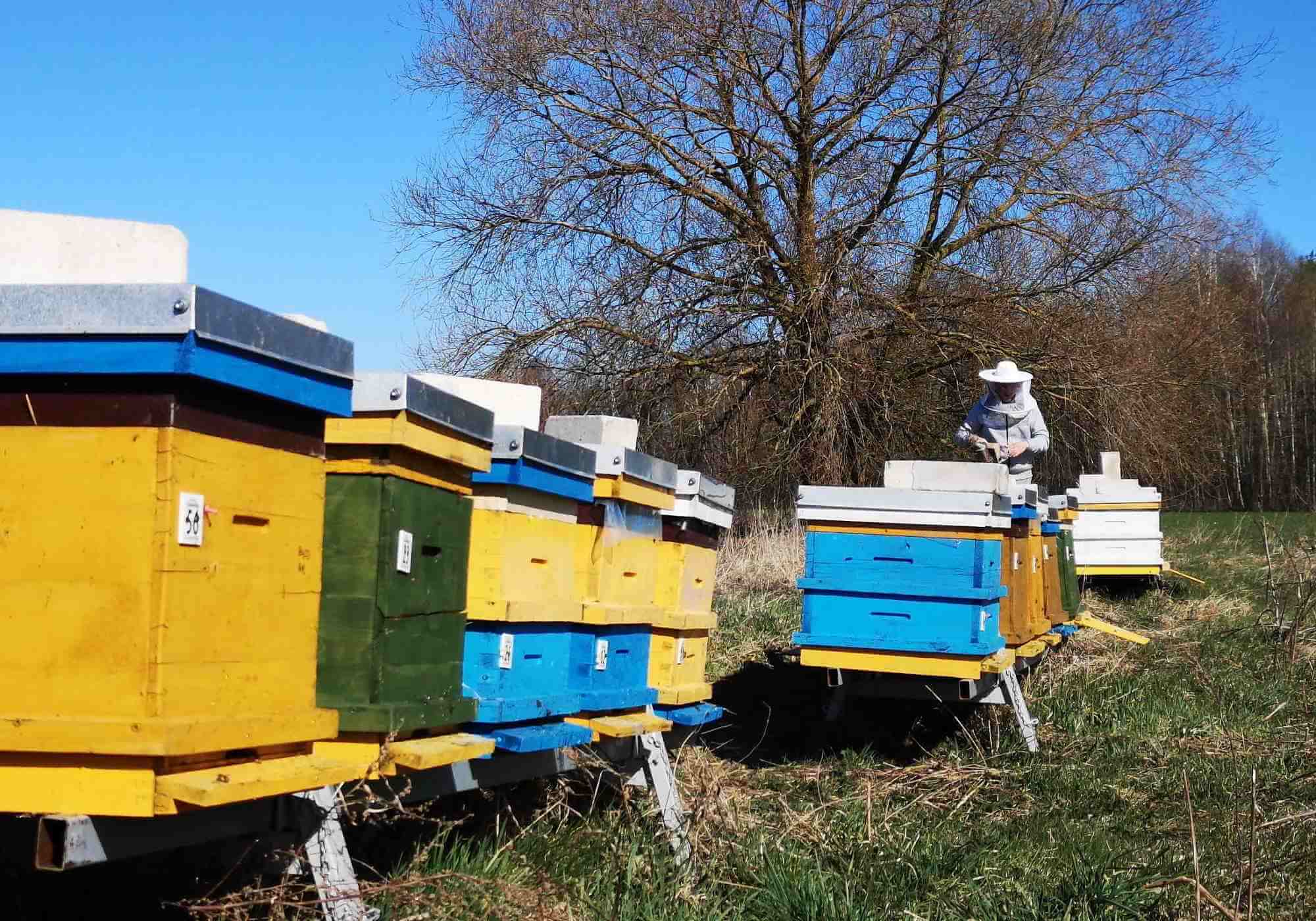 mesiniku esimene kohtumine