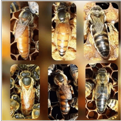 mesilasema